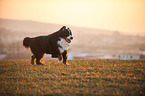 rennender Berner Sennenhund