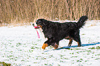 spielender Berner Sennenhund
