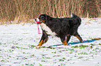 spielender Berner Sennenhund
