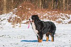 Berner Sennenhund