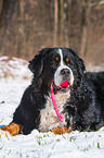 liegender Berner Sennenhund