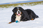 liegender Berner Sennenhund