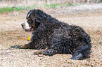 liegender Berner Sennenhund