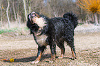 Berner Sennenhund schttelt sich