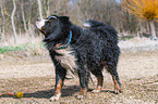 Berner Sennenhund schttelt sich