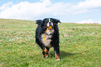 spielender Berner Sennenhund