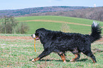 spielender Berner Sennenhund