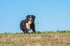 spielender Berner Sennenhund