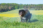 Berner Sennenhund sch�ttelt sich