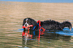 Berner Sennenhund wird ausgebildet zum Wasserrettungshund