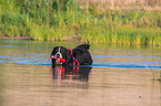 Berner Sennenhund wird ausgebildet zum Wasserrettungshund