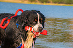 Berner Sennenhund wird ausgebildet zum Wasserrettungshund