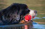 Berner Sennenhund wird ausgebildet zum Wasserrettungshund