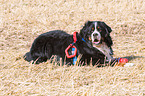 Berner Sennenhund wird ausgebildet zum Wasserrettungshund