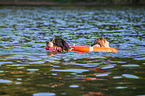 Berner Sennenhund wird ausgebildet zum Wasserrettungshund