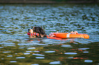 Berner Sennenhund wird ausgebildet zum Wasserrettungshund