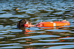 Berner Sennenhund wird ausgebildet zum Wasserrettungshund