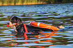 Berner Sennenhund wird ausgebildet zum Wasserrettungshund