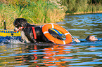 Berner Sennenhund wird ausgebildet zum Wasserrettungshund