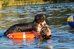 Berner Sennenhund wird ausgebildet zum Wasserrettungshund