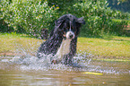 rennender Berner Sennenhund