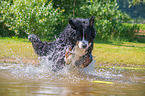 rennender Berner Sennenhund