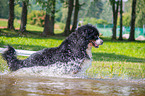 rennender Berner Sennenhund