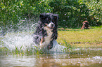 rennender Berner Sennenhund