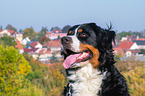 Berner Sennenhund Portrait
