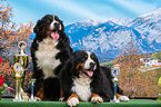 Berner Sennenhunde