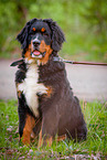 junger Berner Sennenhund