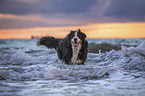 Berner Sennenhund am Meer