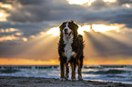 Berner Sennenhund am Meer