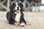 liegender Berner Sennenhund