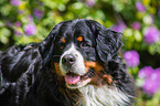 Berner Sennenhund Portrait