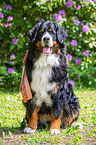 sitzender Berner Sennenhund