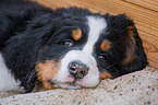 liegender Berner Sennenhund Welpe