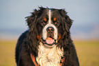 Berner Sennenhund Portrait