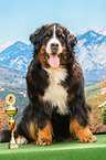 sitzender Berner Sennenhund