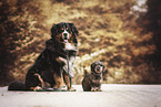 Berner Sennenhund mit Dackel