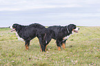 Berner Sennenhunde bei der Paarung