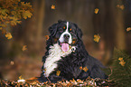 liegender Berner Sennenhund