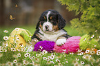 Berner Sennenhund