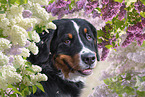 Berner Sennenhund Portrait