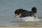 Berner Sennenhund im Wasser