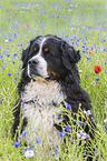 Berner Sennenhund Portrait
