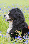 Berner Sennenhund Portrait