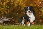 2 Berner Sennenhunde