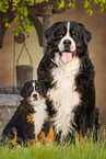 2 Berner Sennenhunde