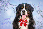 Berner Sennenhund Portrait